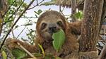 Smiling Sloth with Leaf 
